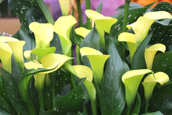 馬蹄蓮怎么過(guò)冬