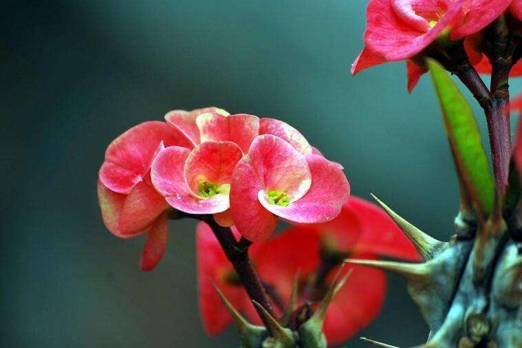 虎刺梅花期，養(yǎng)的好一年四季都可以開(kāi)花