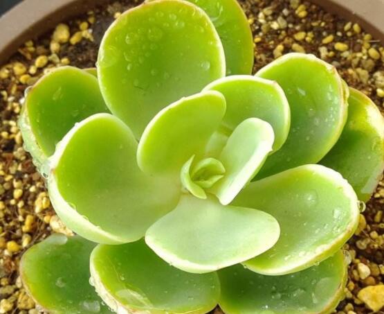 寶石花怎么繁殖，老農(nóng)總結(jié)四種繁殖方法(播種繁殖簡單易學(xué))