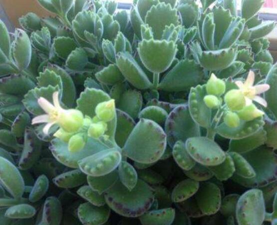 熊童子什么時(shí)候開(kāi)花，基本上都是在夏末秋初開(kāi)花