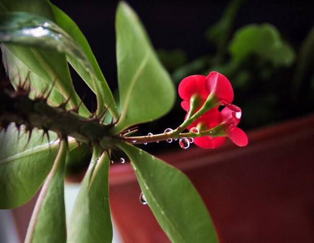 虎刺梅開花有毒嗎，有毒/家中有小孩的最好不要栽種