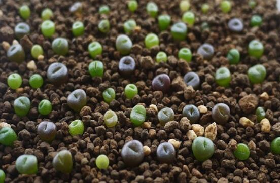 生石花怎么種植，做好六個步驟盆盆爆滿