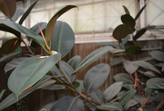 橡皮樹放在哪里旺風水，盤點四個最佳位置(客廳/書房/陽臺/玄關(guān))