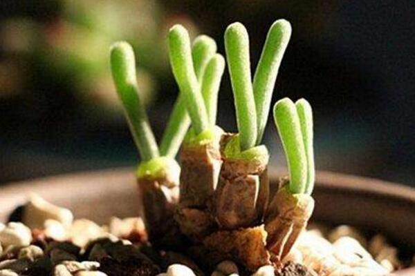 碧光環(huán)冬季怎么養(yǎng)，冬季養(yǎng)護(hù)5大要點(diǎn)