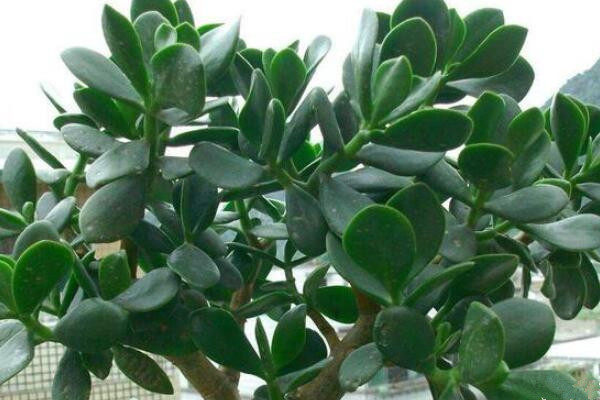 玉樹葉子一碰就掉，控制光照并停止施肥