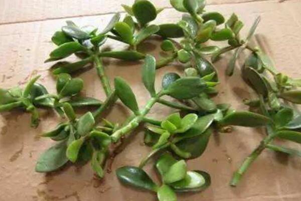 玉樹爛根了怎么辦該如何挽救，原因以及解決方法