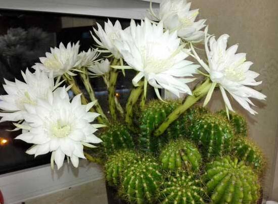 仙人球什么時候開花，仙人球開花是什么兆頭/吉祥如意