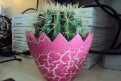 仙人球能除甲醛嗎，防輻射才是它的主要作用