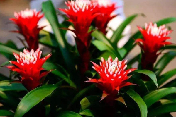 剛買(mǎi)的鴻運(yùn)當(dāng)頭怎么栽