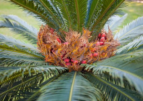 鐵樹果的功效與作用，化濕降濁、健脾和胃、去痰止咳