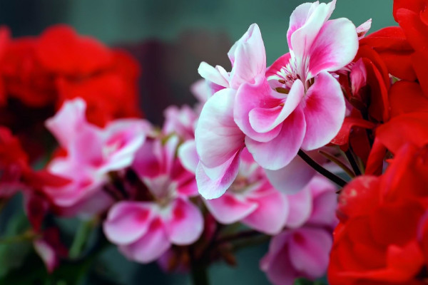 石臘紅怎么養(yǎng)，不可接受強(qiáng)度過高的光照滋養(yǎng)