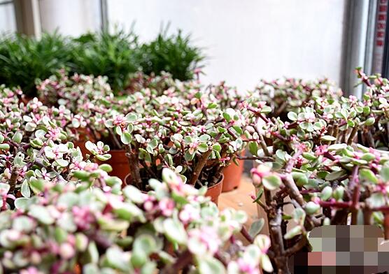 雅樂之舞怎么澆水，做到澆則澆透原則/忌積水