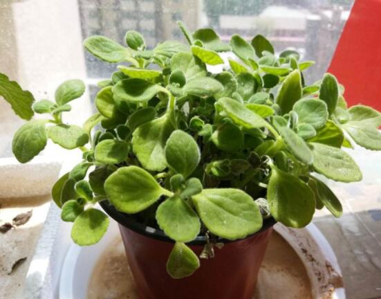 碰碰香長的太長怎么辦，及時修剪頭部/不斷進行扦插繁殖