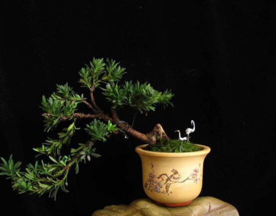 羅漢松風(fēng)水學(xué)和寓意，趨吉避兇，辟邪化煞