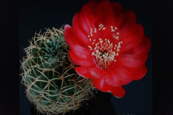 仙人掌花語象征與寓意，象征著堅(jiān)強(qiáng)、剛毅的愛情