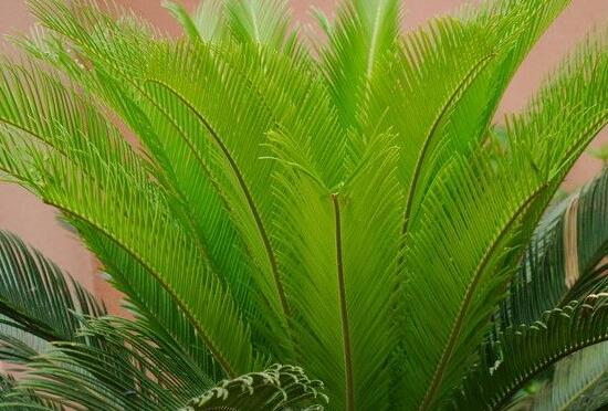 鐵樹什么時(shí)候長(zhǎng)新葉，每年春秋時(shí)分生長(zhǎng)出2-3輪新葉