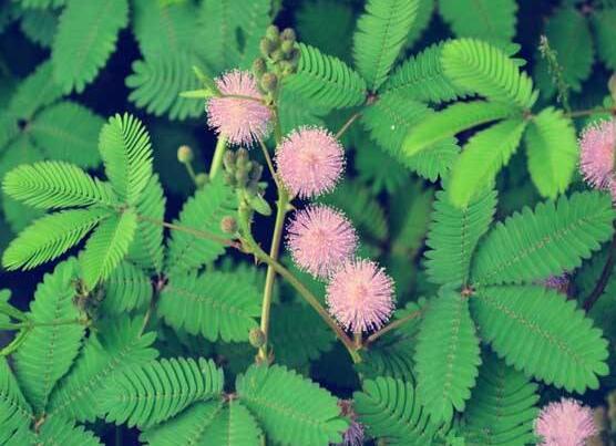 含羞草晚上會閉合嗎，會/屬于一種自然生長澎壓現象