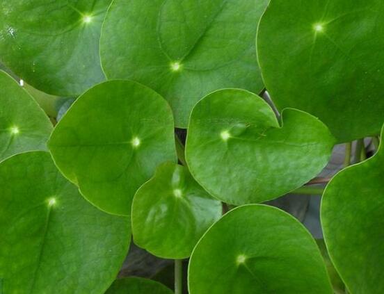 銅錢草和鏡面草的區(qū)別，外觀/生長環(huán)境/價(jià)值三種區(qū)別方法