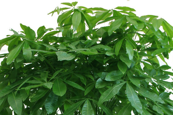 金錢樹和發(fā)財(cái)樹哪個(gè)好養(yǎng)