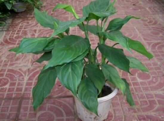 萬年青怎么繁殖，萬年青扦插方法圖解