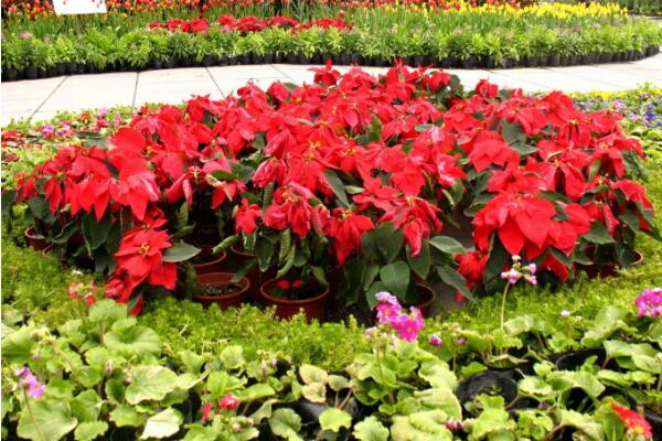 家里養(yǎng)一品紅有啥好處，改善空氣、供觀賞用