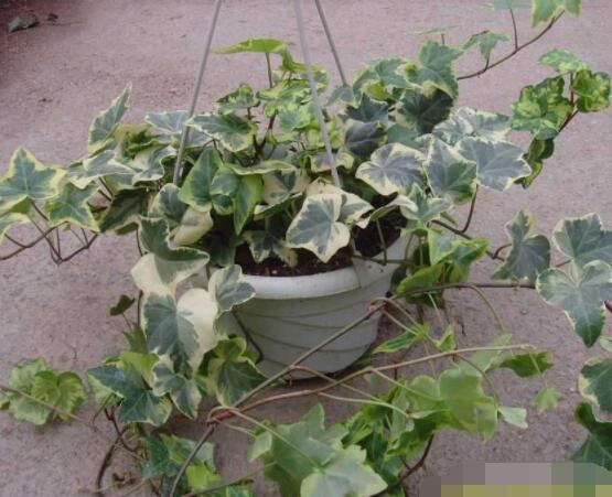 常春藤葉片干枯怎么辦，四種原因以及解決方法