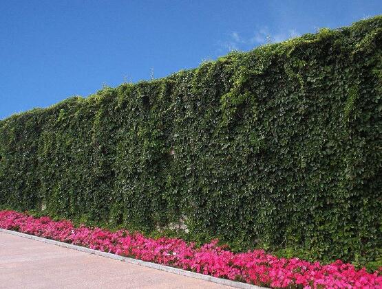 常春藤和爬山虎的區(qū)別，三個(gè)方法教你簡(jiǎn)單分辨