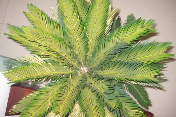 鐵樹養(yǎng)殖方法和注意事項(xiàng)，澆水保證盆土見干見濕