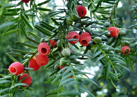紅豆杉的品種，盤點中國紅豆杉五大品種