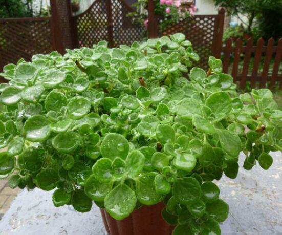 碰碰香如何澆水，做到見干見濕原則