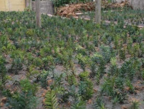 紅豆杉扦插繁殖方法，做好這五大方法便可生根發(fā)芽