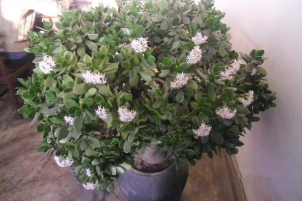 燕子掌會(huì)開花嗎，可以開花但是開花難度較高