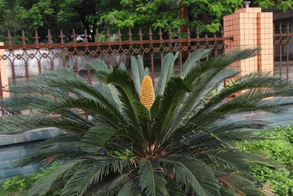 鐵樹開花圖片，開花條件以及征兆