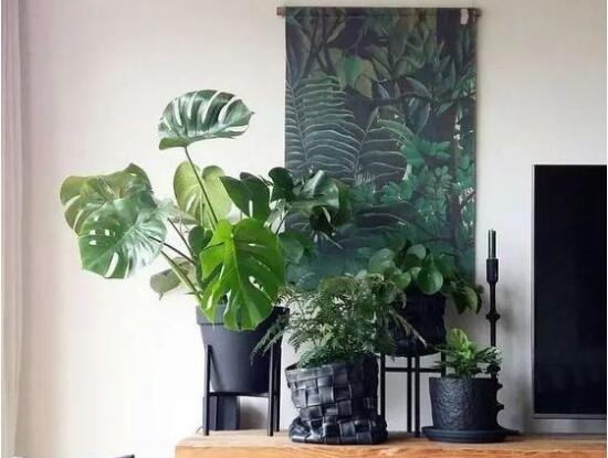 龜背竹吸甲醛嗎，能吸/可除去室內(nèi)90%甲醛