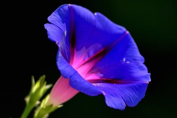 牽?；ㄓ惺裁醋饔? src="/nongchan/d/file/20201223/3kjgw1pts51.jpg" / data-XI7G="Wekwr1"></p>
<p data-ii9Q="KNMa2D">
	牽?；ň哂姓陉幍淖饔?。牽?；▽儆谔俾仓?，人們在種植牽?；〞r總會將其種植在涼亭、籬笆或者墻邊，等待牽?；ㄉL成熟，爬滿涼亭后，其植株枝葉繁茂，可以遮擋陽光的照射，所以牽?；ㄓ兄陉幍淖饔?。</p>
<p data-zn6A="e9hT2M">
	<strong data-WZ5g="DIN0YN">2、觀賞作用</strong></p>
<p data-7KJ6="wA8ySB">
	<img alt=