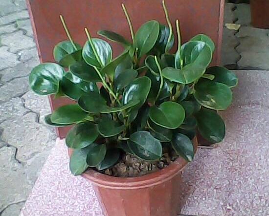 碧玉會開花嗎，碧玉什么季節(jié)開花(春季盛開)