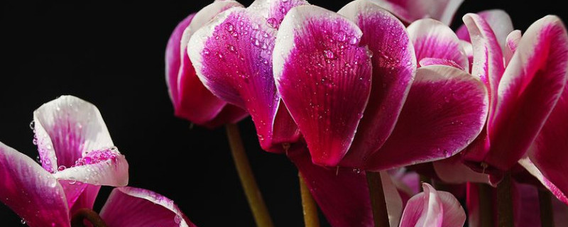 仙客來怎么育苗