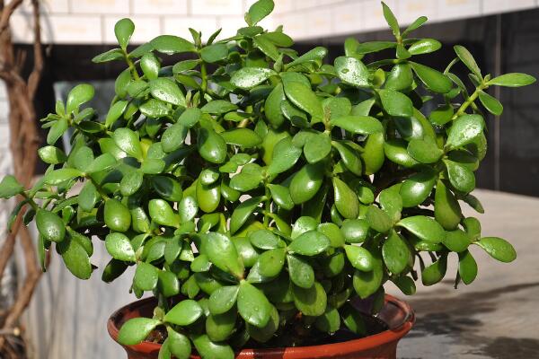 燕子掌怎么養(yǎng)長(zhǎng)得快，分析燕子掌養(yǎng)殖6大技巧