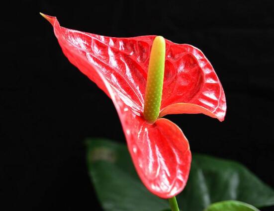 紅掌的作用有哪些，凈化空氣、陶冶情操、五行轉(zhuǎn)化