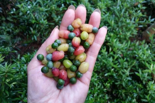 羅漢松的果實(shí)能吃嗎，果實(shí)只能吃一部分