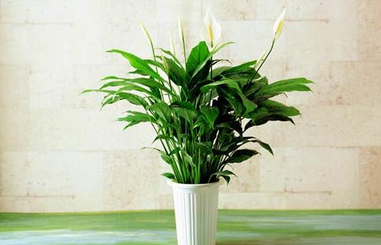 一帆風(fēng)順用什么水澆，澆池塘水、淘米水生長(zhǎng)最快