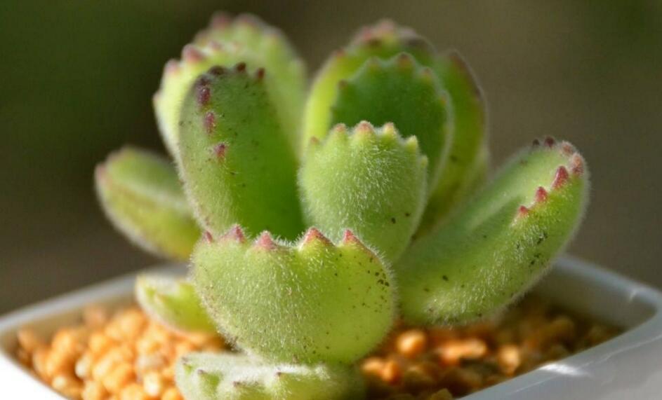 熊童子多久澆一次水，要根據(jù)季節(jié)的變化來澆水