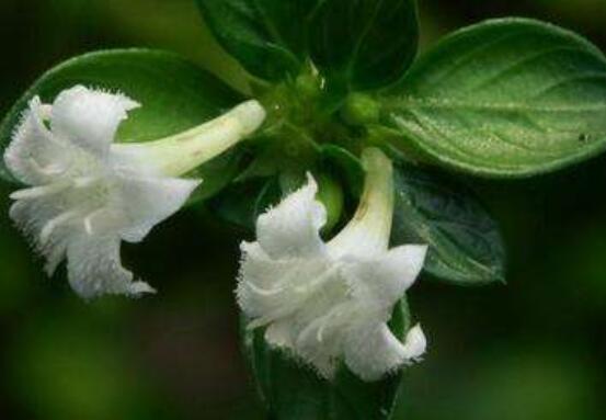 六月雪葉子軟了變黑怎么辦，教你兩種最直觀有效解決方法