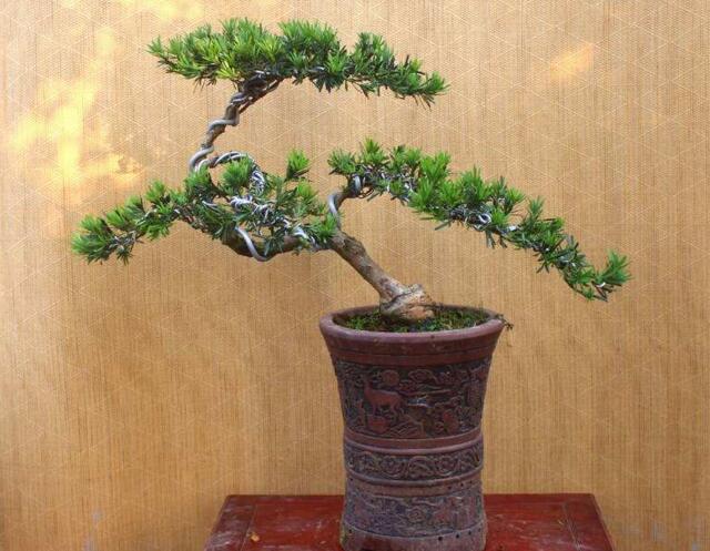 小葉羅漢松怎么養(yǎng)，掌握最佳的養(yǎng)殖方法最重要