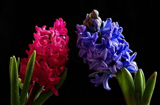 風(fēng)信子可以用水養(yǎng)嗎，可以/但是要注意及時(shí)換水和補(bǔ)充營(yíng)養(yǎng)