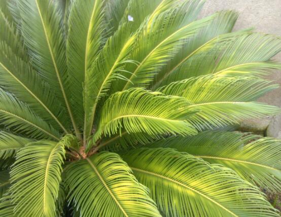 鐵樹葉子發(fā)黃怎么辦，鐵樹葉子發(fā)黃解決辦法