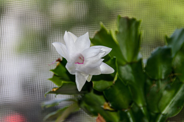 蟹爪蘭的花期多長(zhǎng)時(shí)間