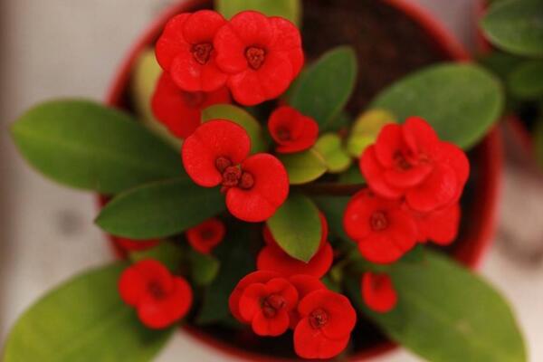 怎么區(qū)分虎刺和虎刺梅，虎刺與虎刺梅的5大不同