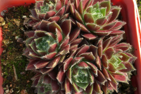 紫牡丹的養(yǎng)殖方法和注意事項