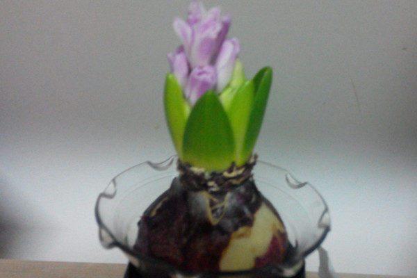 水培風(fēng)信子多久換一次水，生長(zhǎng)期可一周換水一次